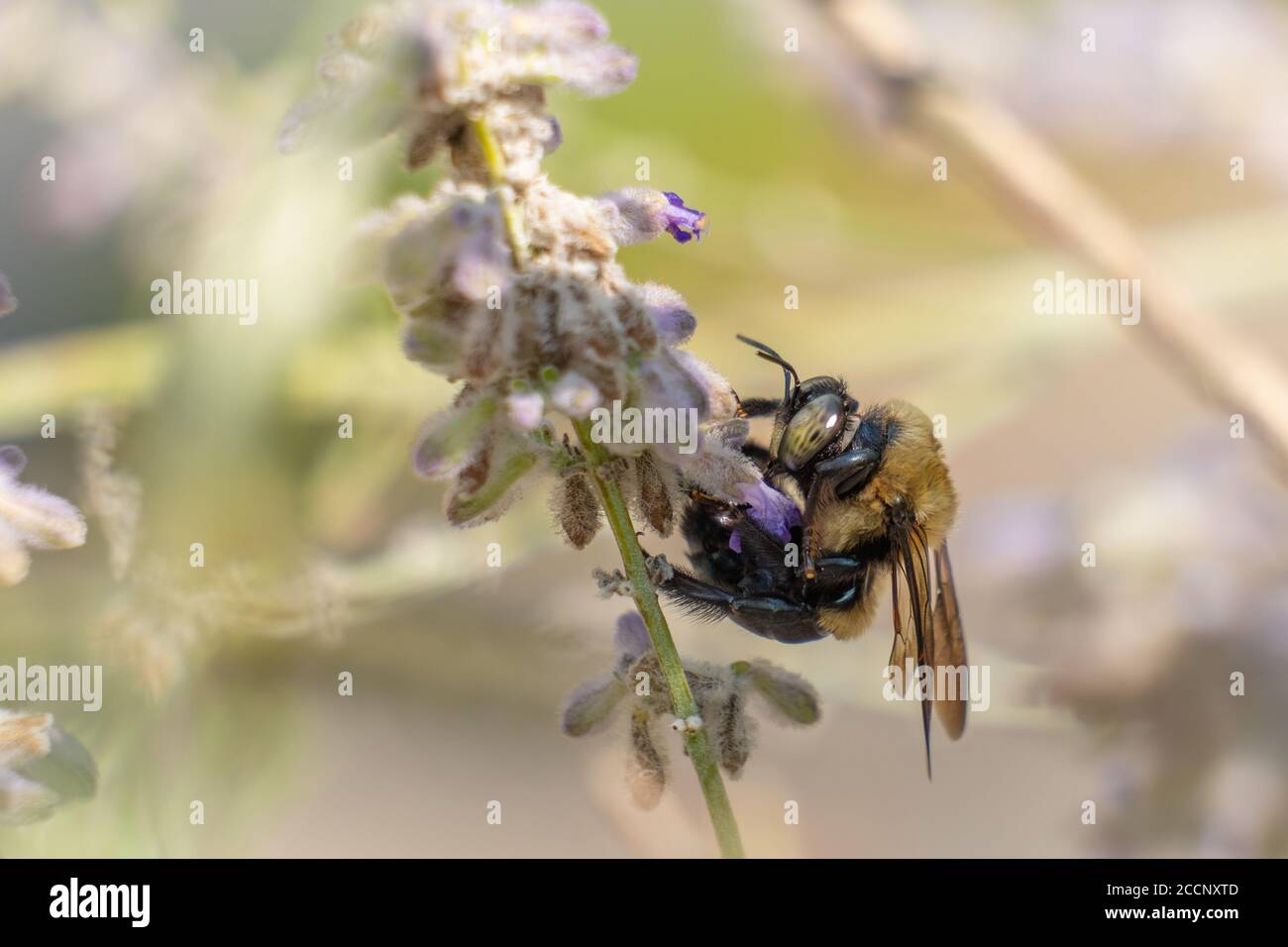 An Eastern Carpenter Bee shows off its flexibility while pollinating a purple bloom. Raleigh