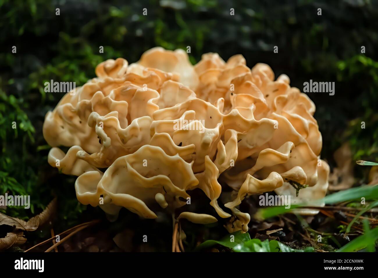 Closeup of a beautiful Eastern Cauliflower Mushroom. Raleigh, North Carolina. Stock Photo
