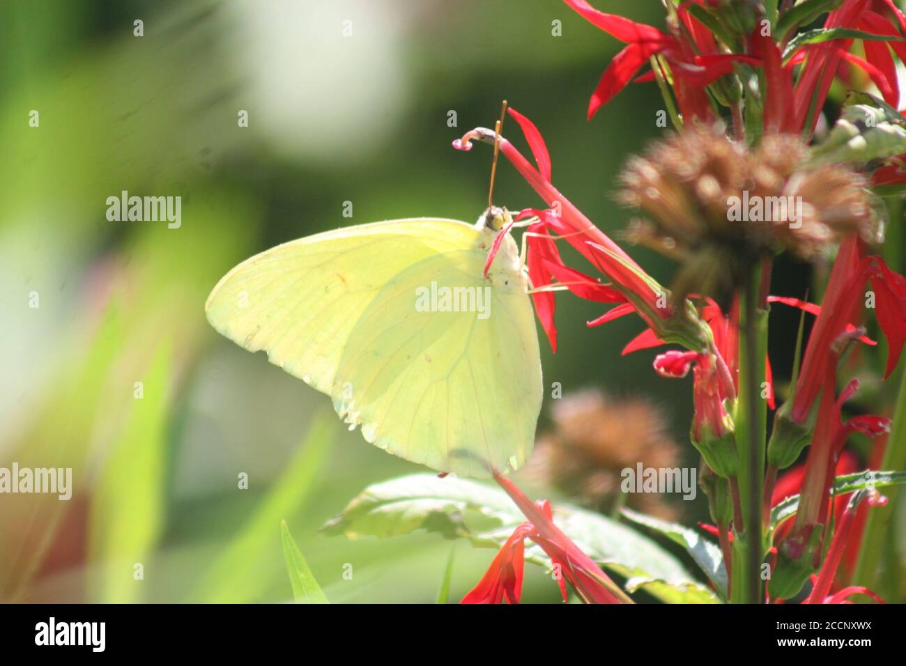 Light green butterfly hi-res stock photography and images - Alamy