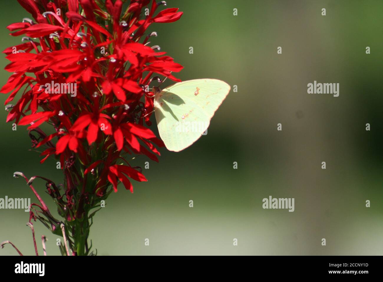 Light Green Butterfly Stock Photo Alamy