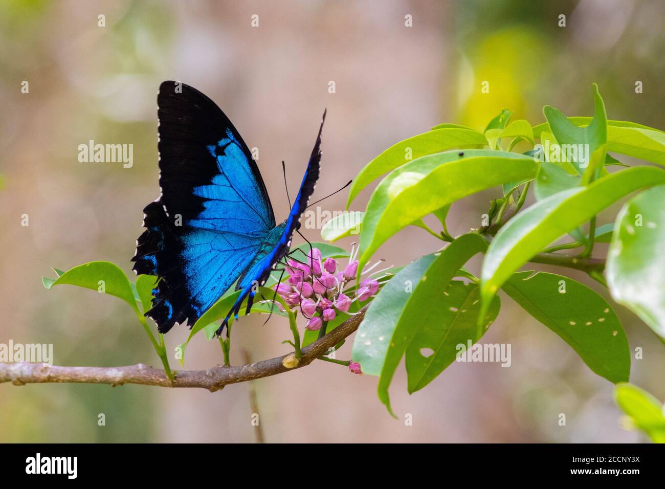 Butterfly Ulysses (Papilio ulysses) open wings in the nature, pollinating pink flowers Alive, blue color. Iconic symbol. Yungaburra, QLD, Australia Stock Photo