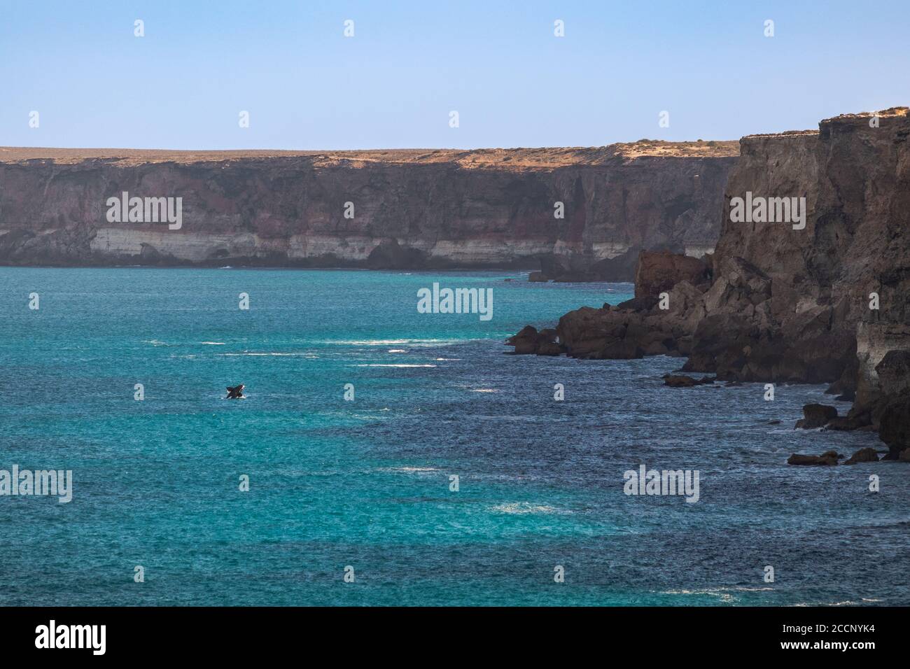 Southern right whale breaching and jumping in front of cliff. Young ...