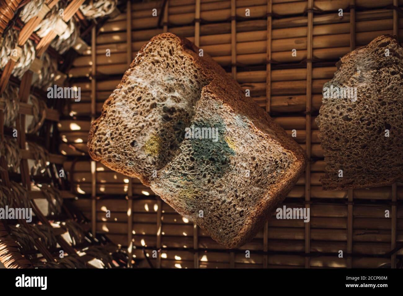 Mold on bread, a piece of rye bread with white and green mold. Best