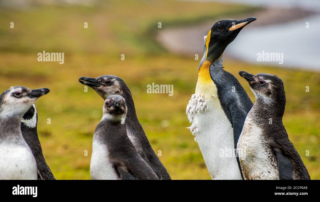 A King Penguin with Magellanic Penguins on East Falkland Island Stock Photo