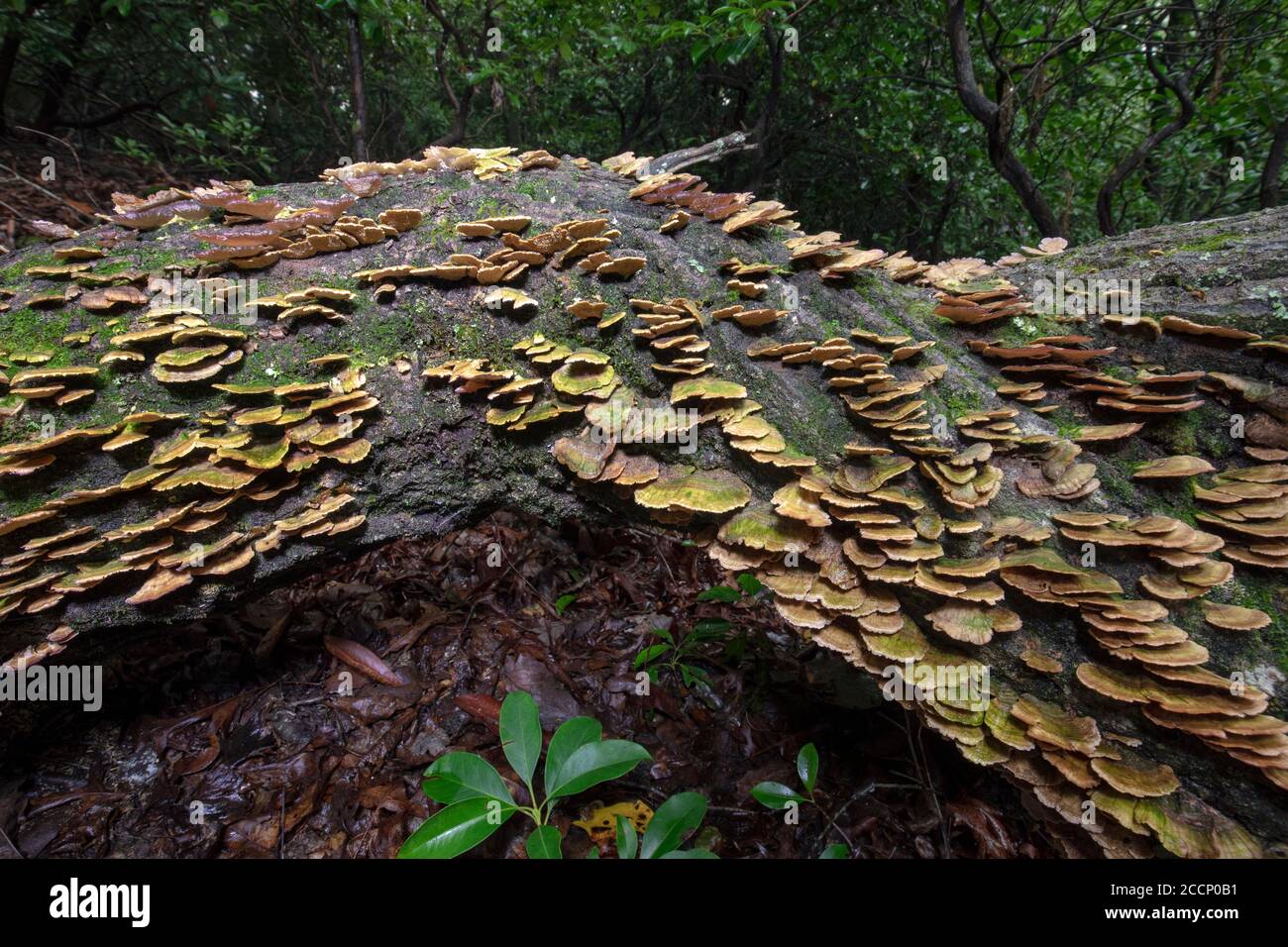 Dense colony of Violet Toothed Polypore (Trichaptum biforme) growning on fallen tree trunk - Pisgah National Forest, Brevard, North Carolina, USA Stock Photo