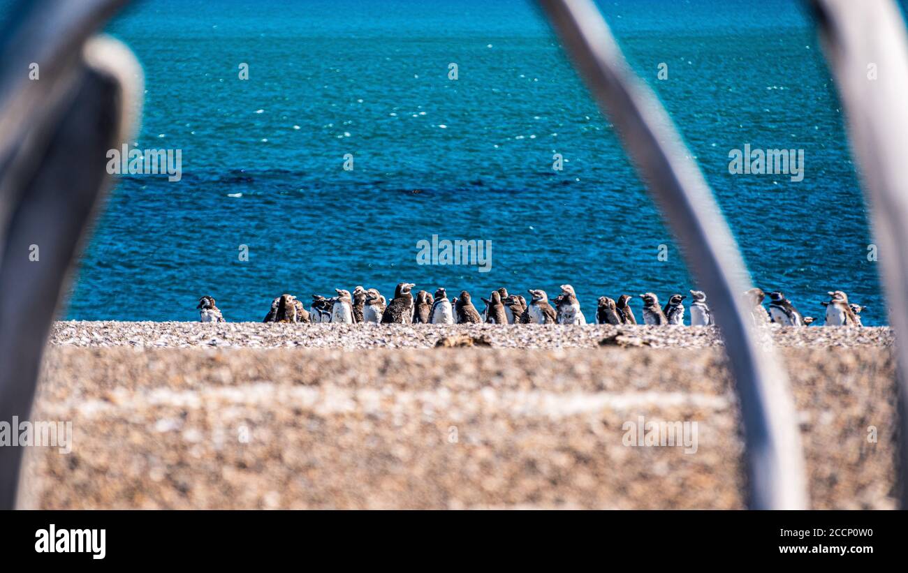 Gentoo penguins seen through a whale skeleton on the beach at Valdes Peninsula Stock Photo