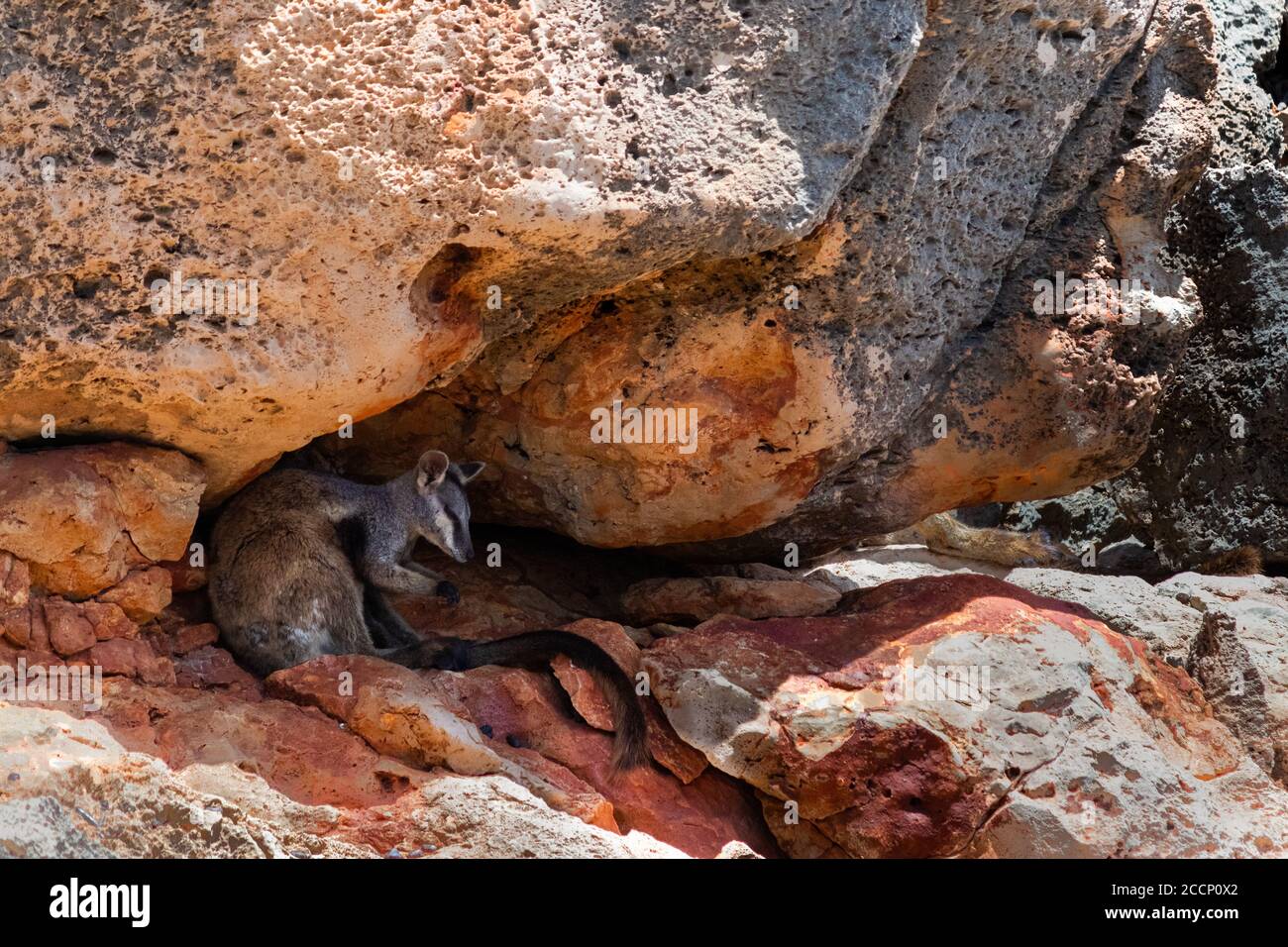 Fishthat Hide Under Rocks Hiding Under A Rock