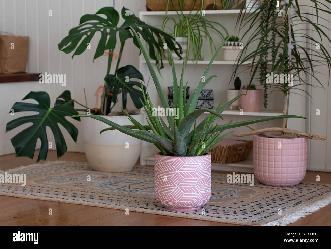 group of indoor potted plants in white room with wooden floor Stock Photo