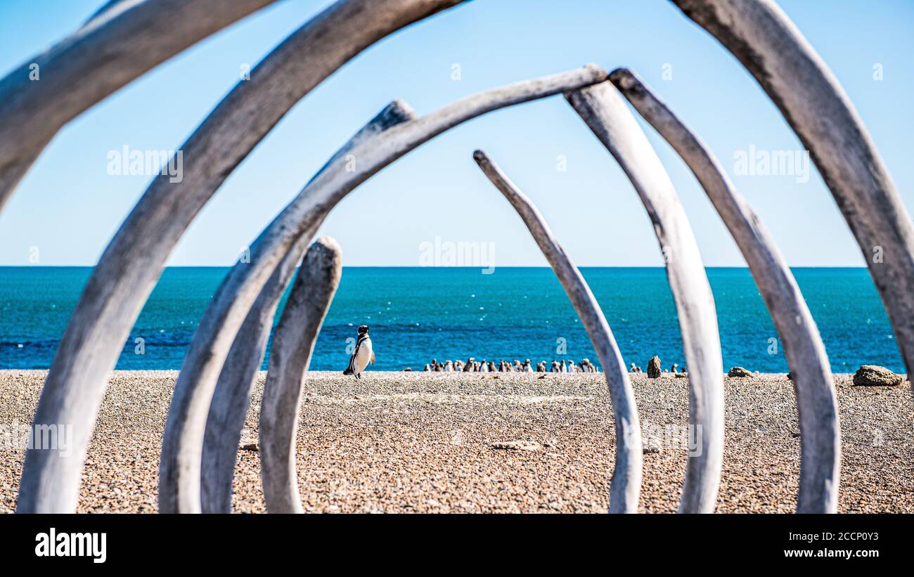 Gentoo penguins seen through a whale skeleton on the beach at Valdes Peninsula Stock Photo