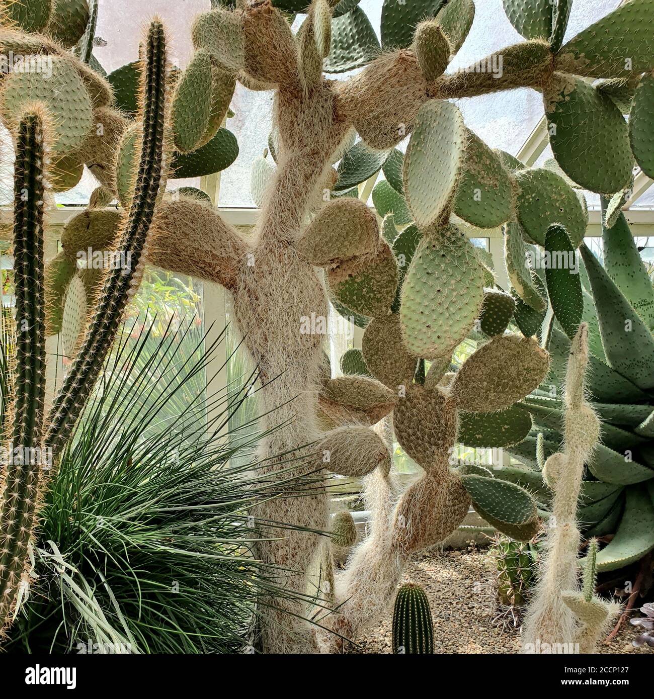 close up of a group of cactus plants growing in hothouse Stock Photo
