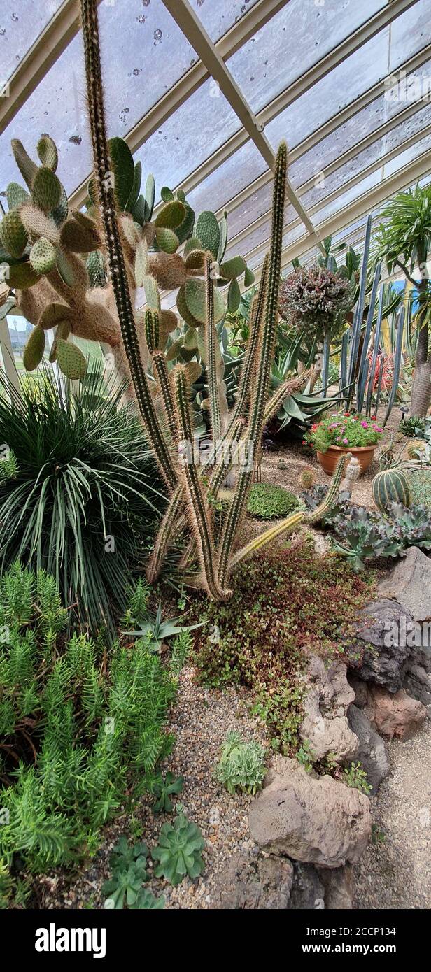 hothouse with many cactus plants growing Stock Photo