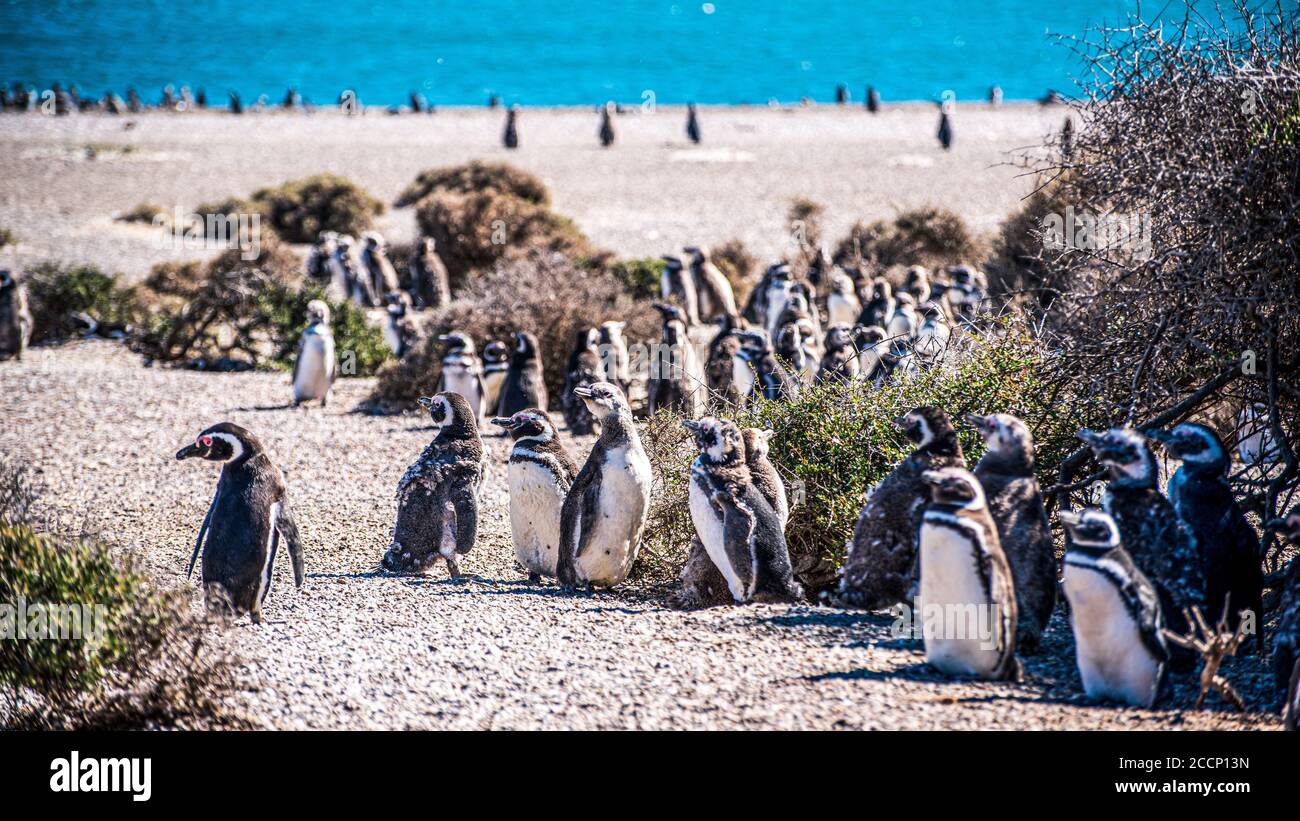 Juvenile gentoo penguins on the beach at Valdes Peninsula Stock Photo