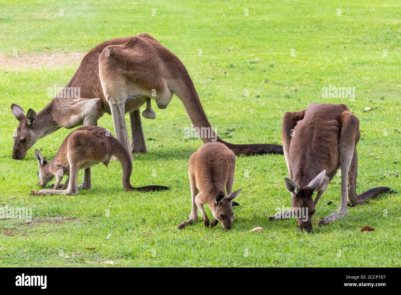 Big testicles hi-res stock photography and images - Alamy