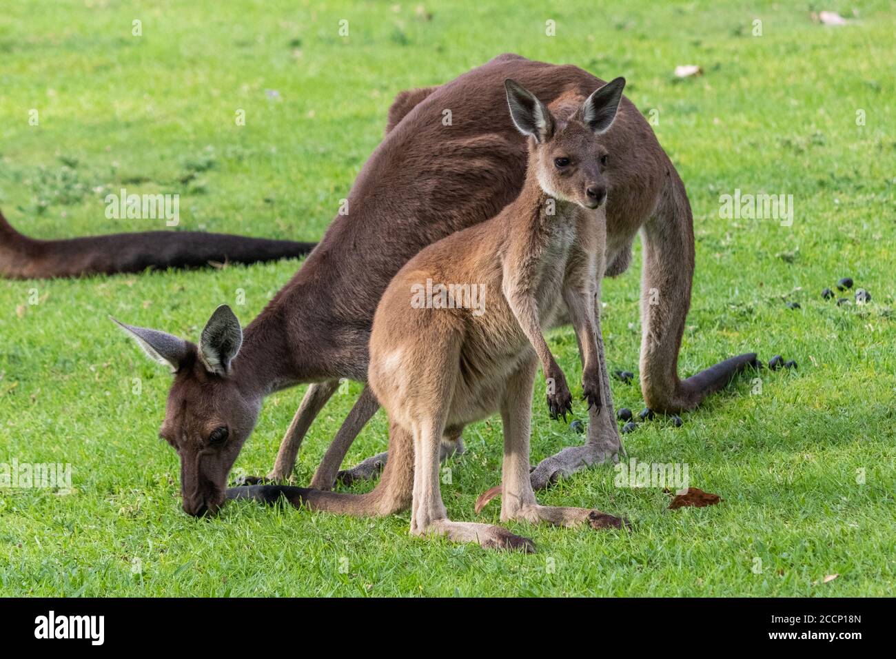 Young western grey kangaroo with mother. Animals eating grass. Youngster standing  up, mother eating. Yanchep national park, West Australia, Australia Stock  Photo - Alamy