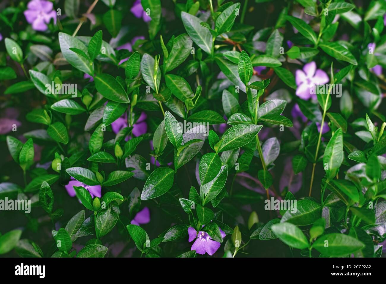 Dark leaves background with small purple flowers. Natural background and wallpaper.  Photo with soft selective focus. Stock Photo