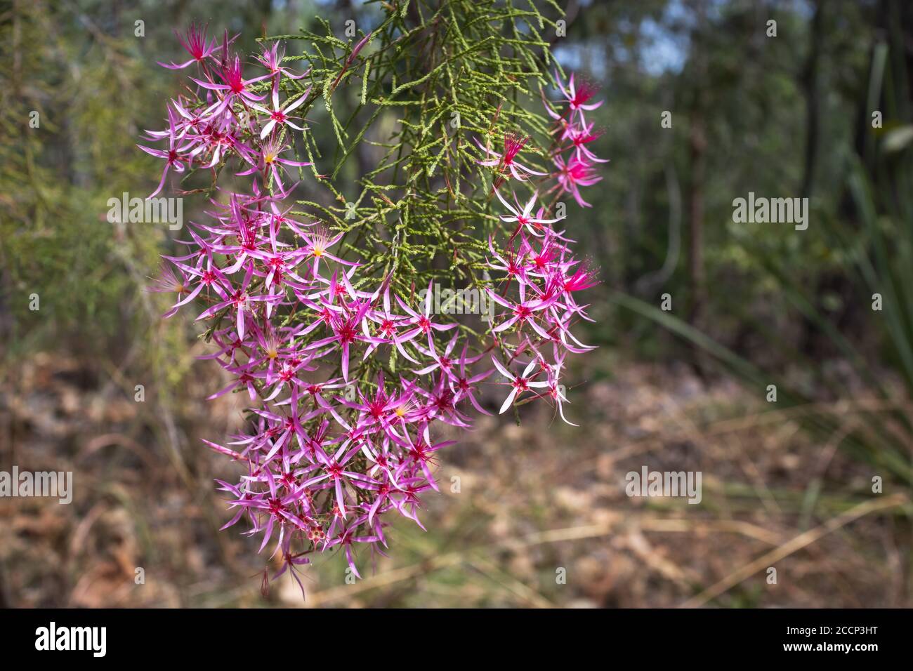 Kimberley Heath: pink and purple small flowers aka Calytrix exstipulata or Pink Turkey Bush. Blurry background. Dry season at Litchfield, Australia Stock Photo
