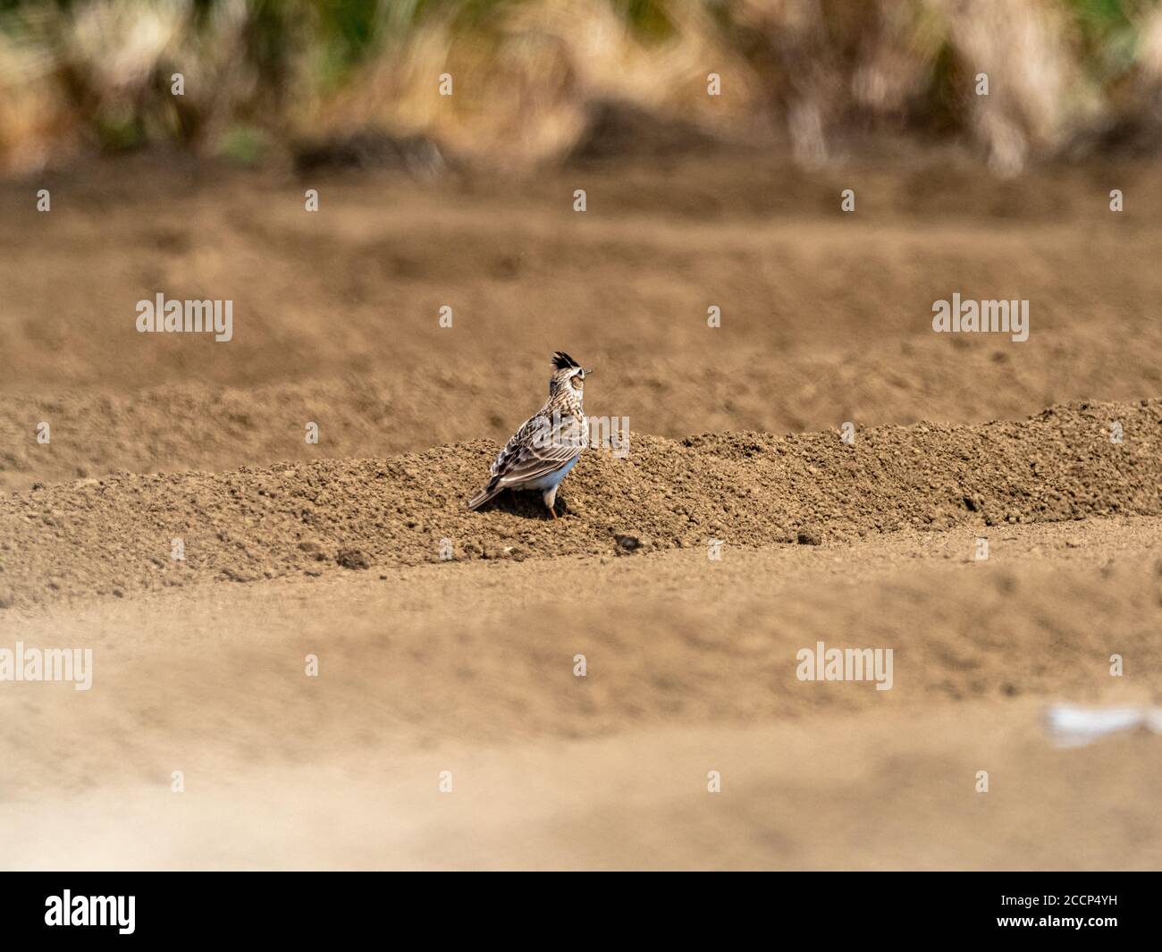 A Japanese skylark, Alauda arvensis japonica, subspecies of the