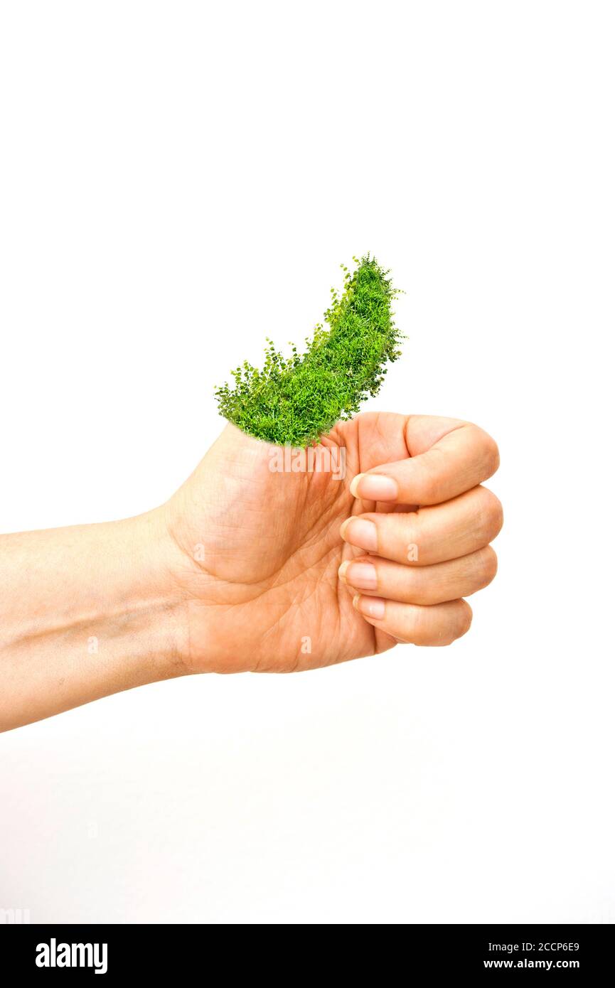 hand with a tree instead of the thumb, green thumb concept Stock Photo
