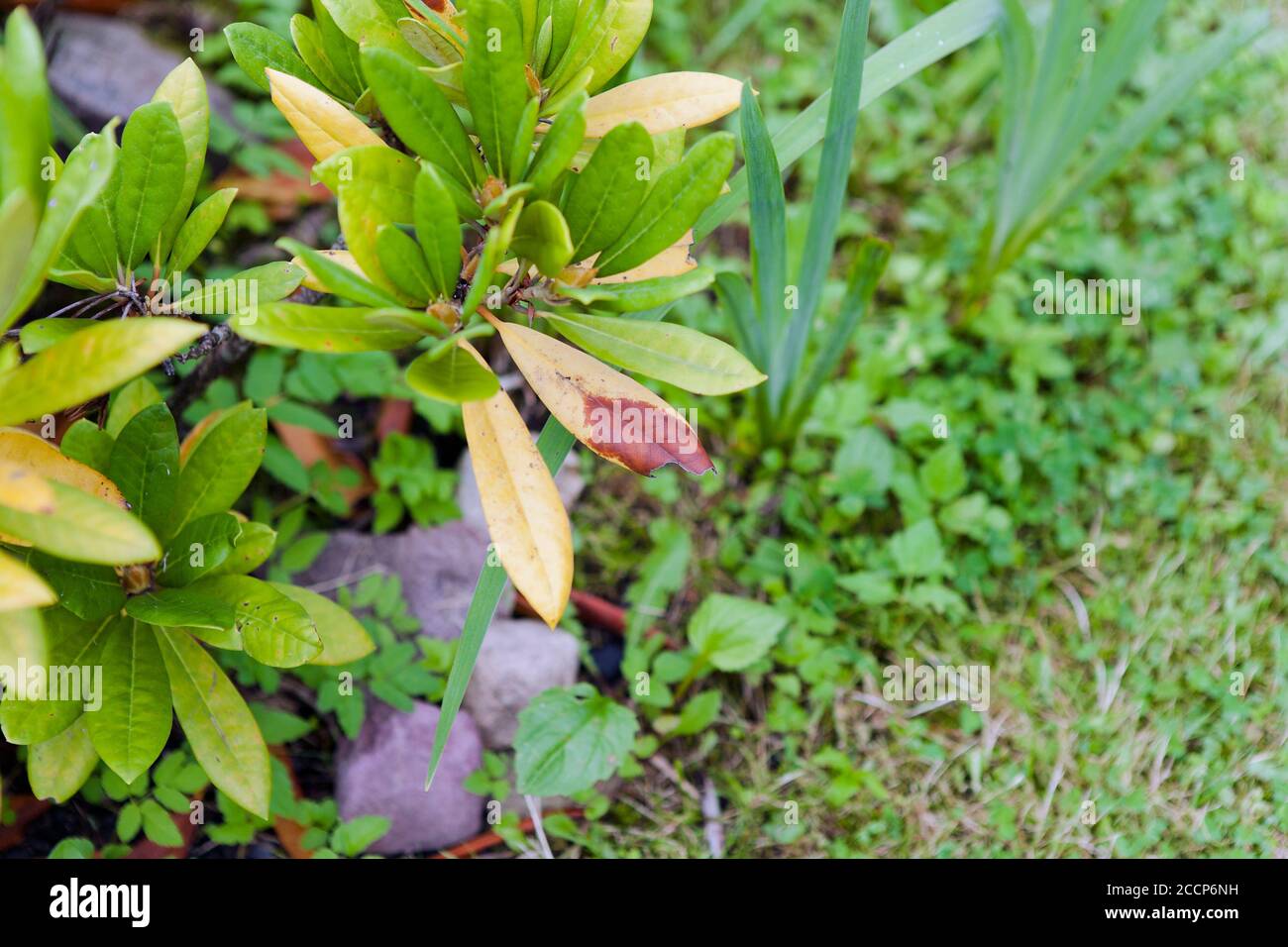 Thread Lead Rhododendron Rhododendron pests hi-res stock photography and images - Alamy