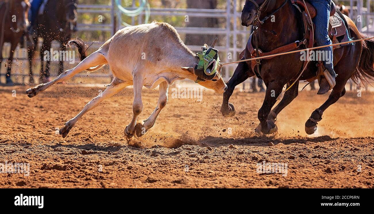 Calf being lassoed in a team calf roping event by cowboys at a country rodeo Stock Photo