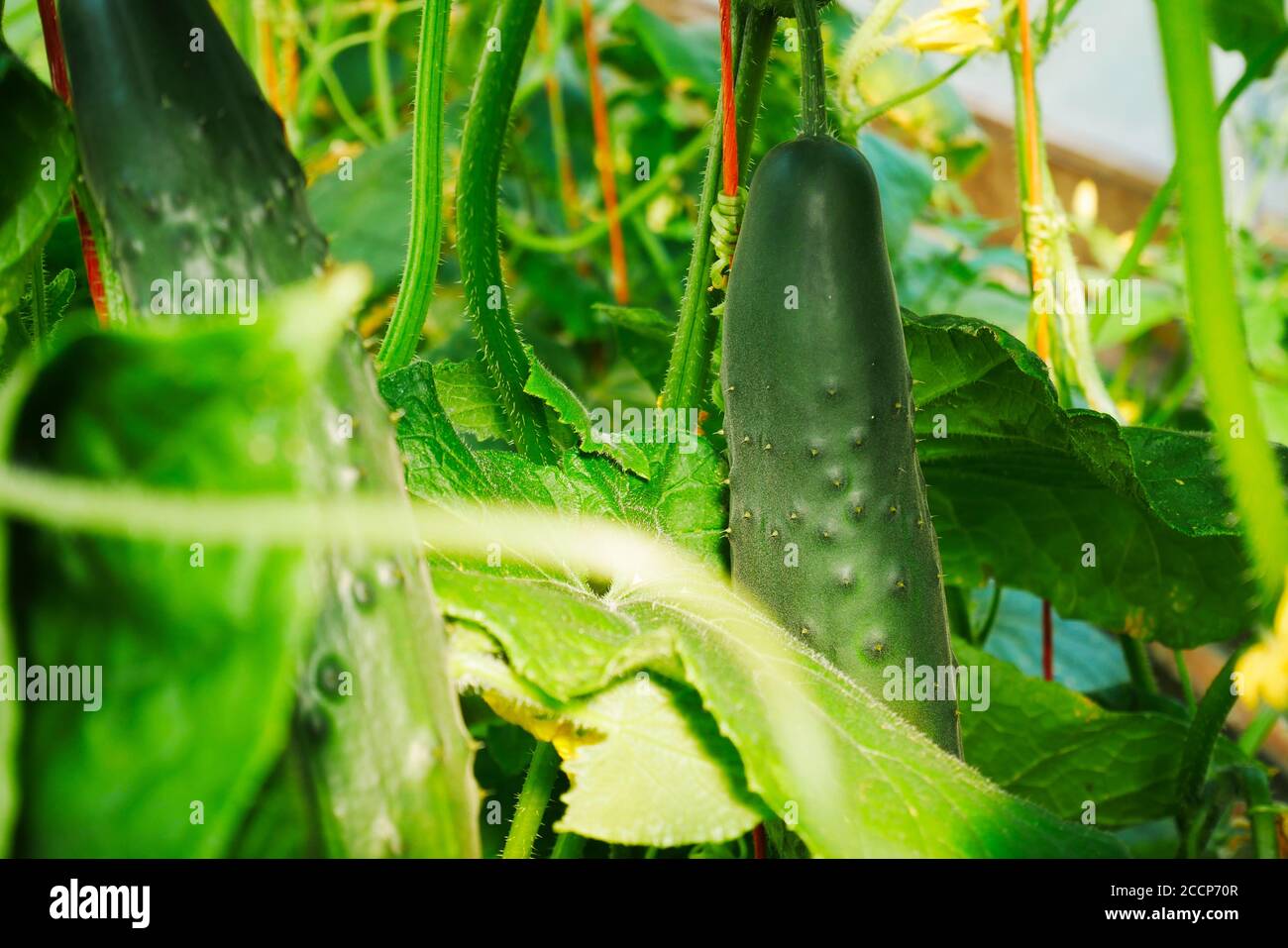 Field cucumber growing up strings in a greenhouse Stock Photo Alamy