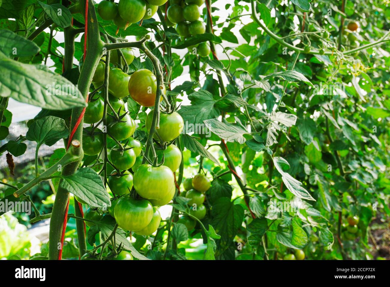 Tomatoes ripening on the vine in a greenhouse Stock Photo - Alamy