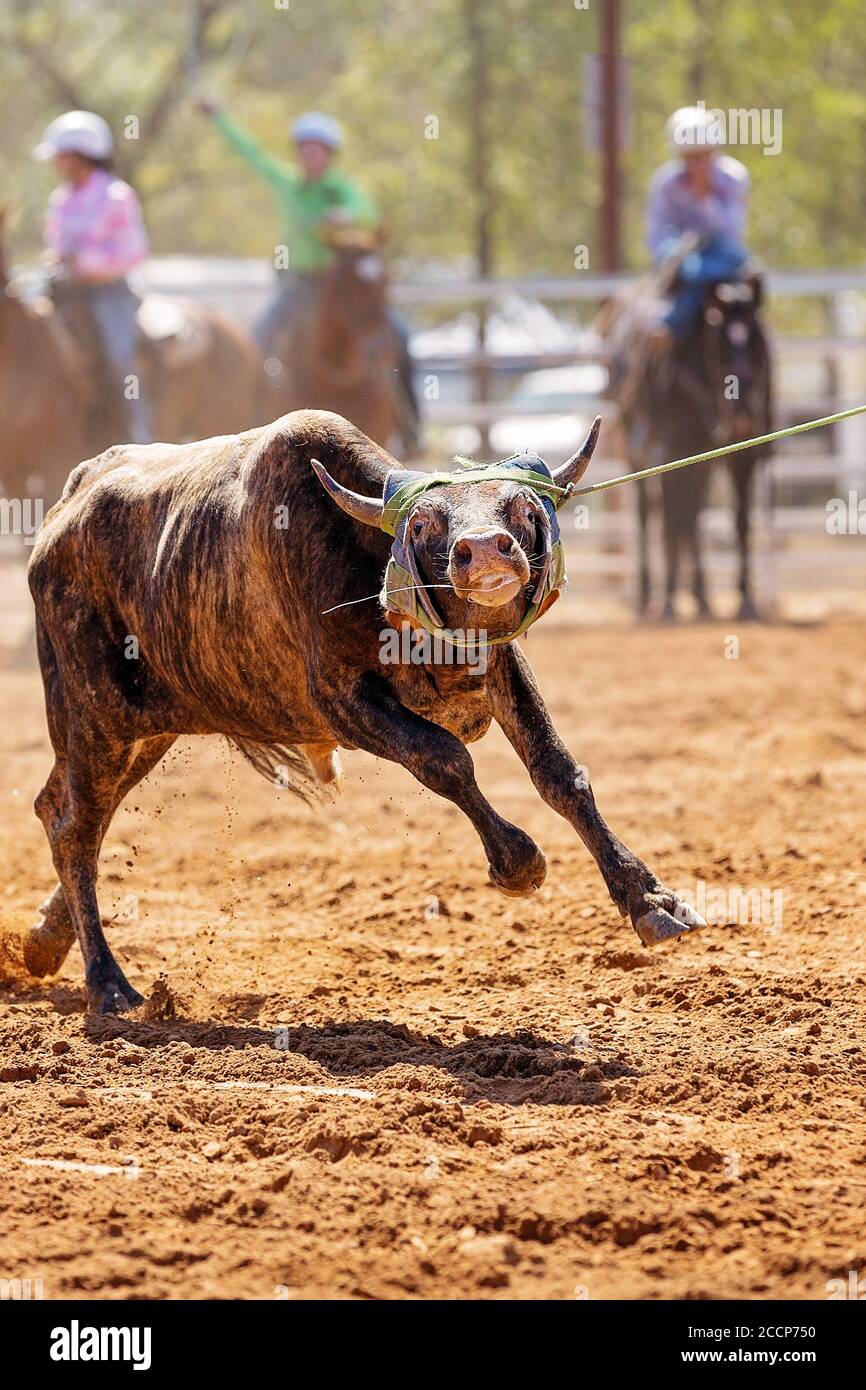 Calf being lassoed in a team calf roping event by cowboys at a country ...