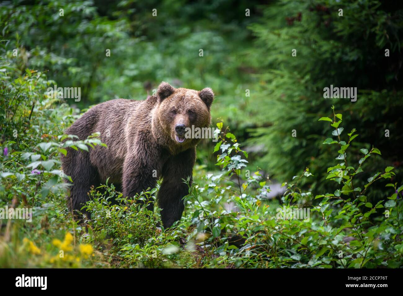 Wild adult Brown Bear ( Ursus Arctos ) in the summer forest. Dangerous ...