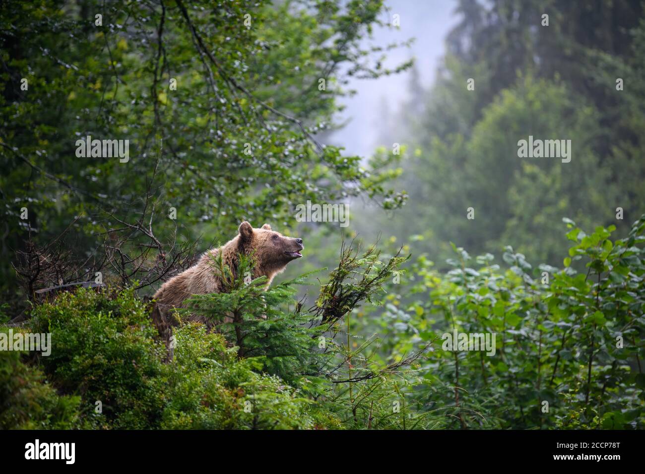 Wild adult Brown Bear (Ursus Arctos) in the mountain summer forest Stock Photo