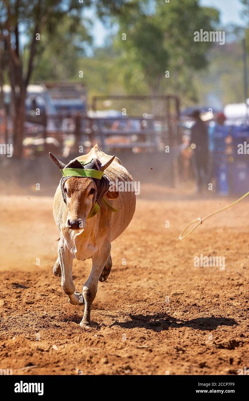 Calf being lassoed in a team calf roping event by cowboys at a country ...