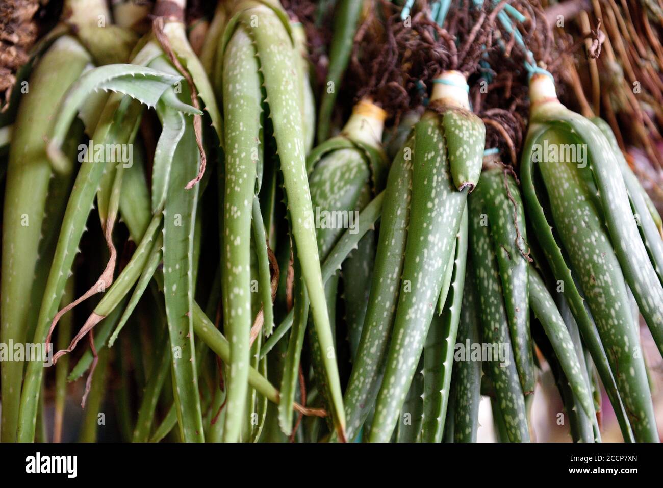Harvested Aloe Vera plants hanging in a natural medicine market in Medellin, Colombia Stock Photo