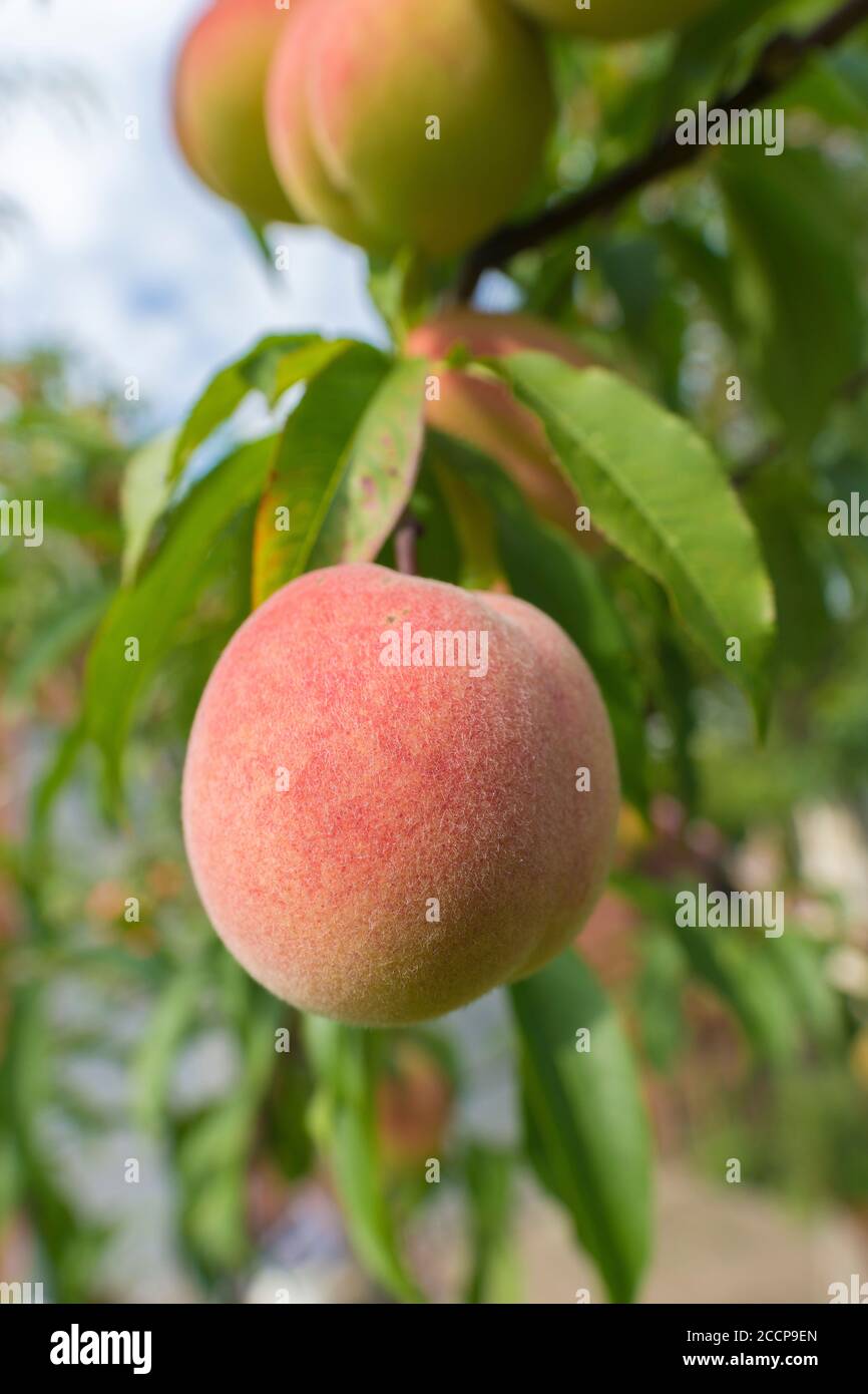 Peaches on the tree ON BLURE BACKGROUND. Summer, freshness. Sweet peach fruits growing from a tree branch Stock Photo