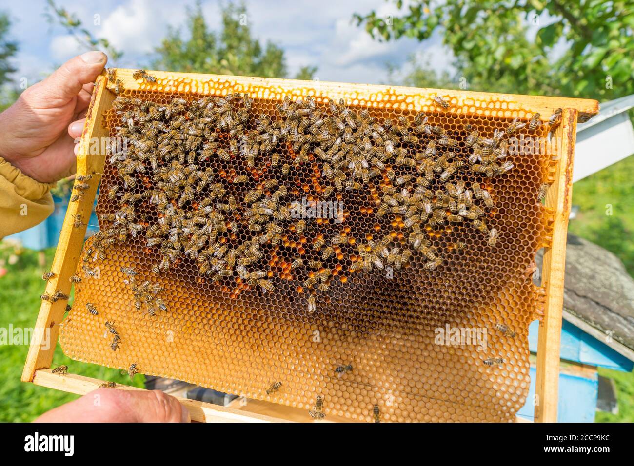 Beekeepers In White Protective Suit Holding Bees And Beeswax In