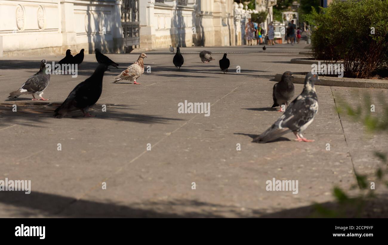 Pigeons on the city sidewalk. Panoramic low angle shooting of pigeons. City life. A flock of pigeons walk on the sidewalk. Selective focus on the main Stock Photo
