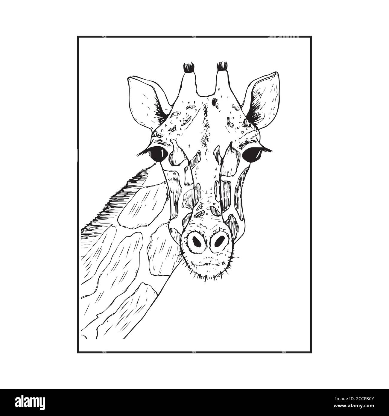 the head of a giraffe sketch vector graphics black and white drawing Stock Vector