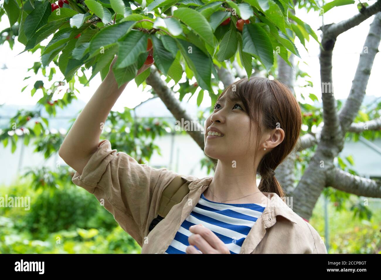 Young Woman Picking Cherry Stock Photo Alamy