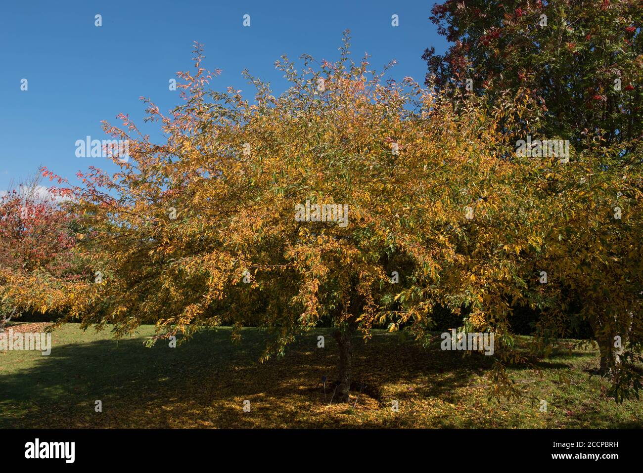 Autumnal Colours of a Cut Leaf Crab Apple Tree (Malus transitoria) with a Cloudy Blue Sky Background in a Park in Rural Devon, England, UK Stock Photo