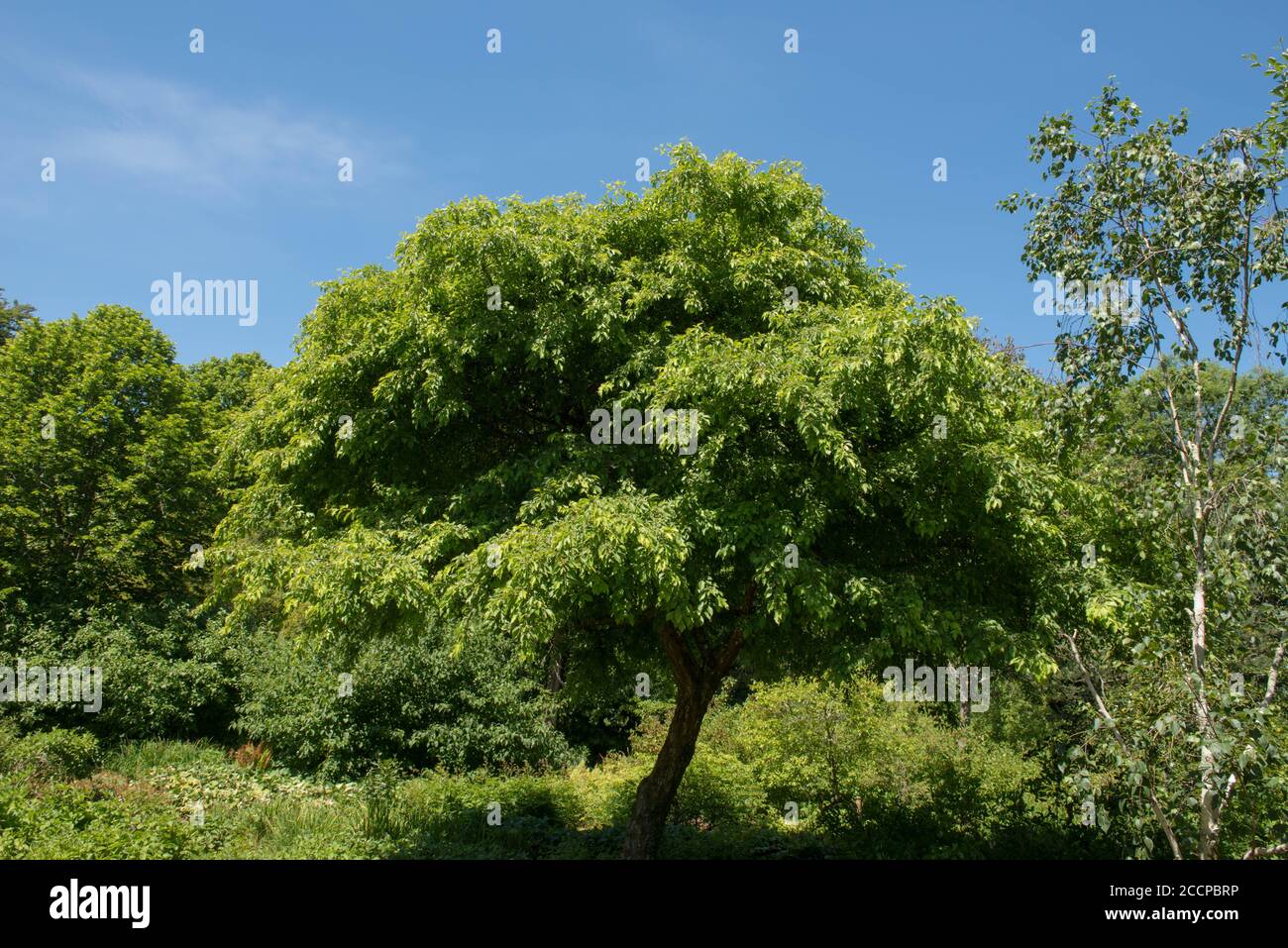 Summer Foliage of a Cut Leaf Crab Apple Tree (Malus transitoria) with a Bright Blue Sky Background in a Garden in Rural Devon, England, UK Stock Photo