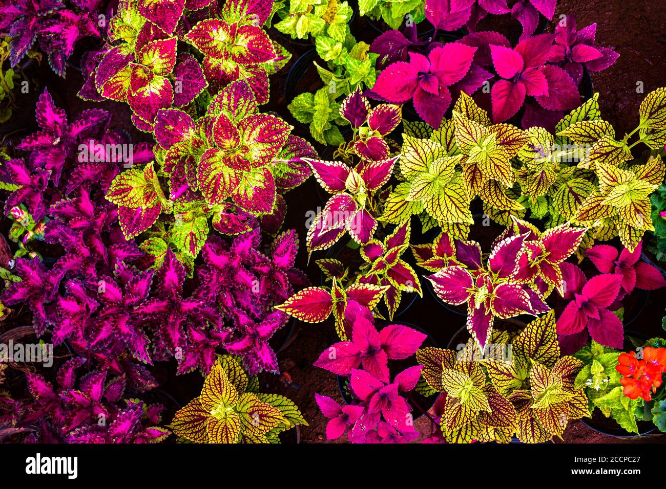 Colorful picture of different coleus leaves with borders of different colors making it the best background Stock Photo