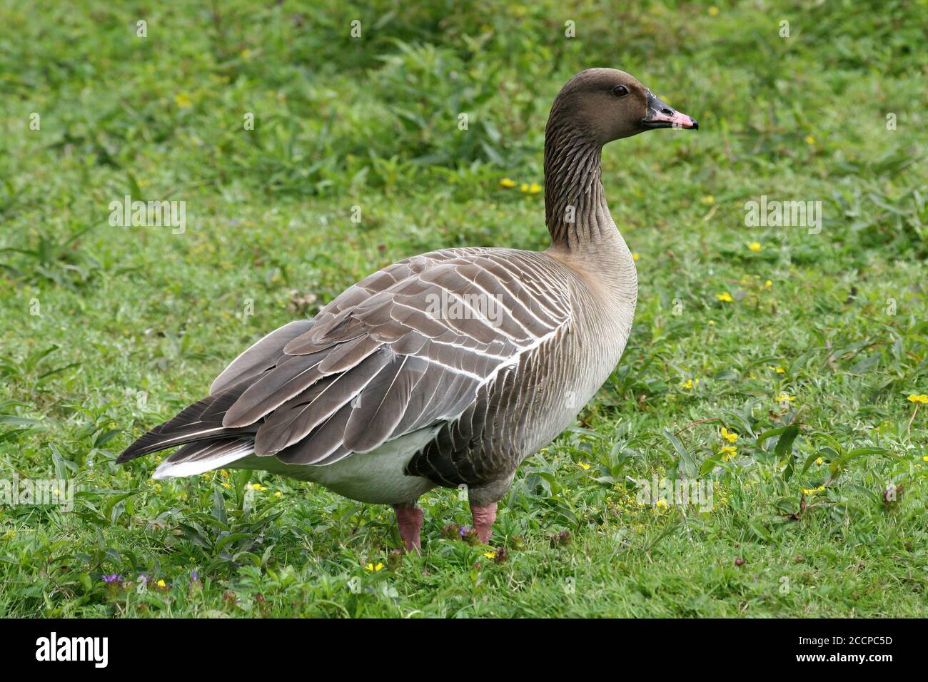Pink-footed Goose (Anser brachyrhynchus) Stock Photo