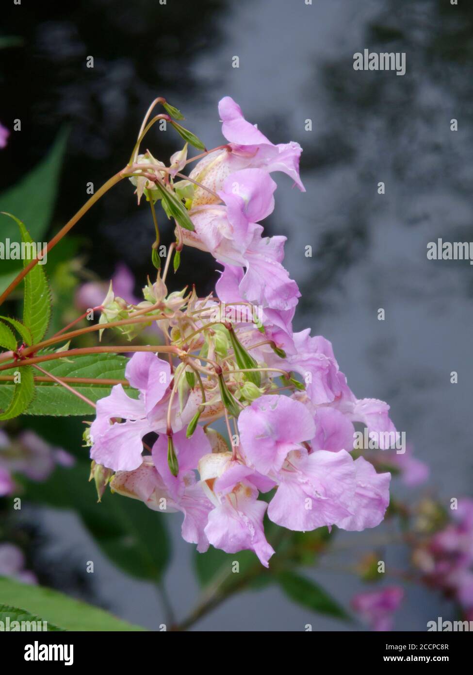 Himalayan Balsam ( Impatiens gladulifera ) A Highly Invasive Alien Species Weed In The UK Stock Photo