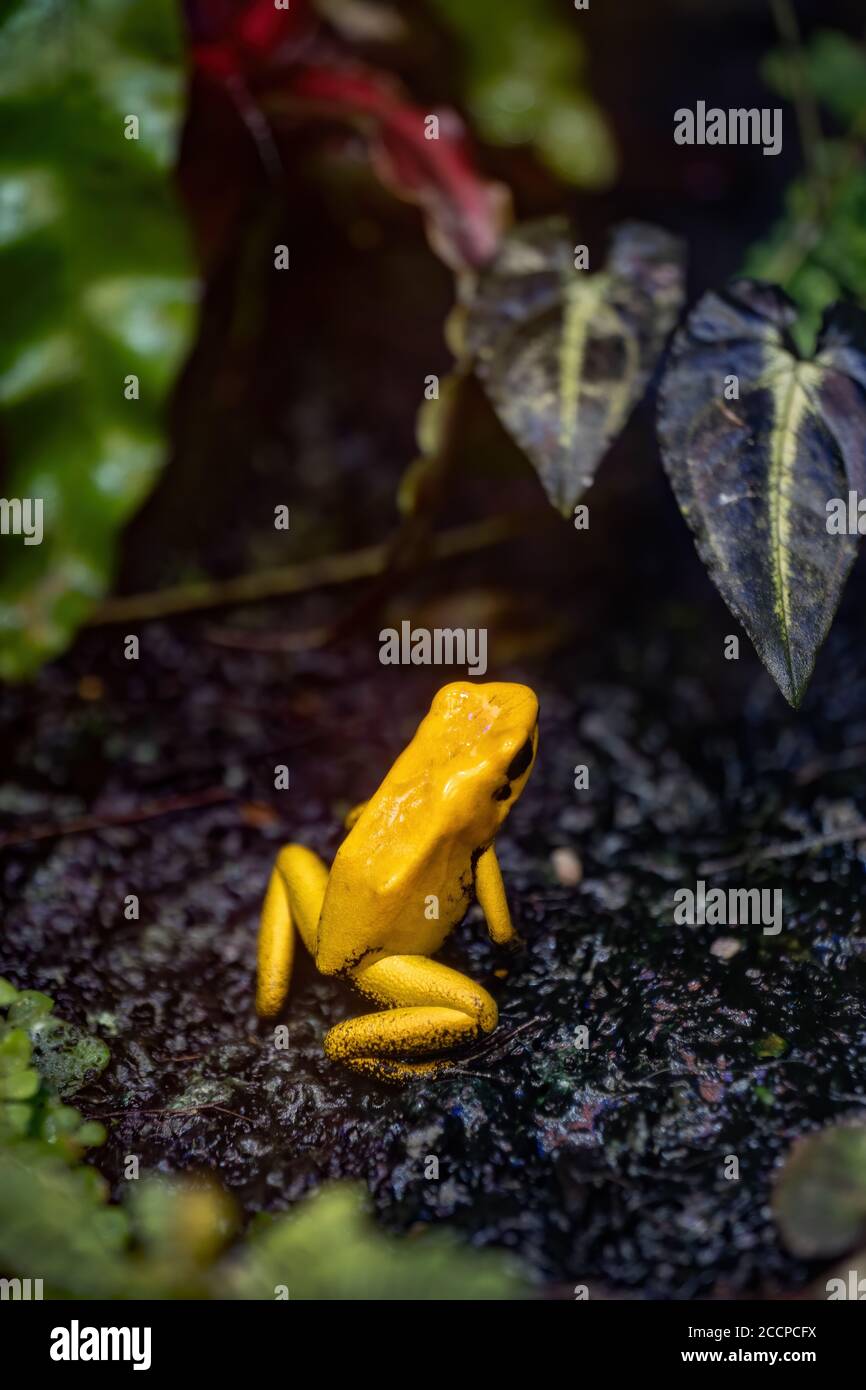 Golden poison frog (Phyllobates terribilis), highly poisonous amphibian in family: Dendrobatidae, endemic to the Pacific coast of Colombia Stock Photo