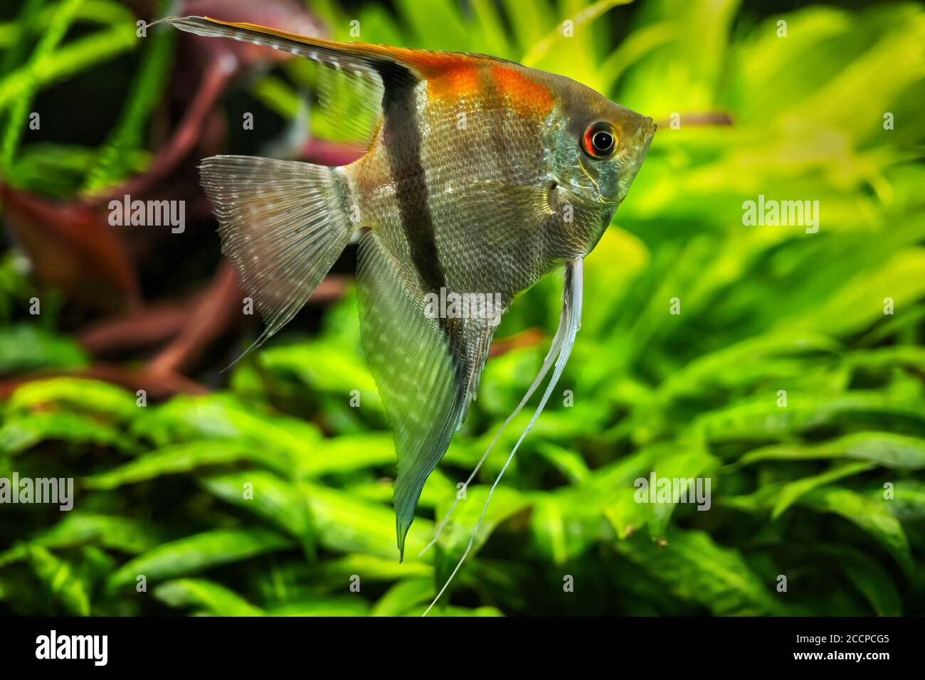 Pterophyllum scalare freshwater Red Shoulder Manacapuru Angelfish, family: Cichlidae Stock Photo