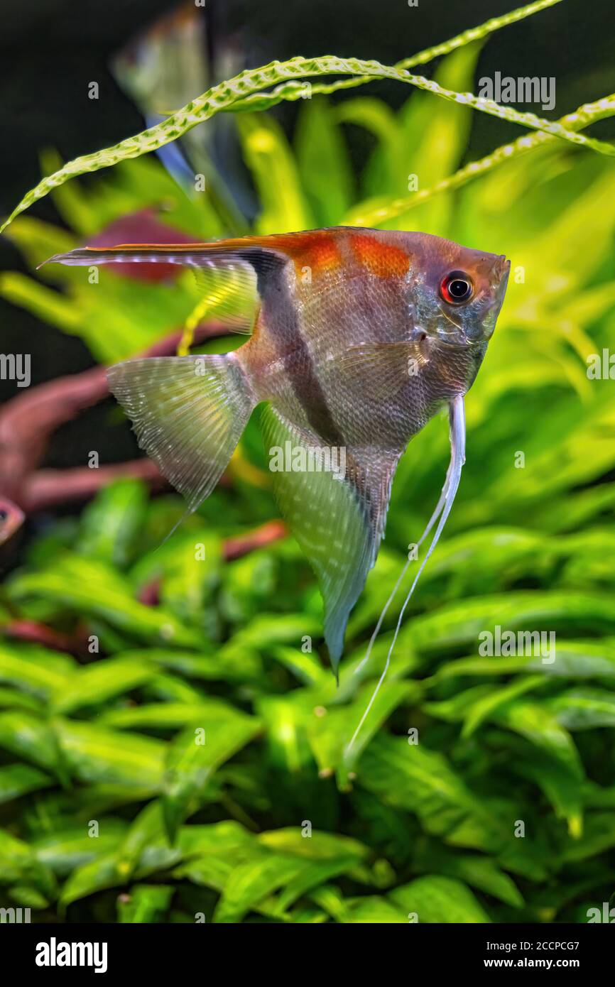 Pterophyllum scalare freshwater Red Shoulder Manacapuru Angelfish, family: Cichlidae Stock Photo