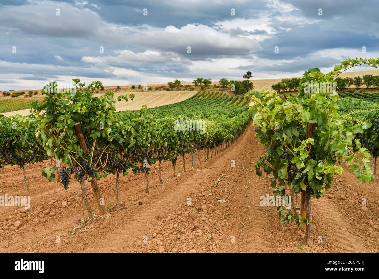 Vineyard field with blue sky and white clouds in the region of Ribera del Duero In Castilla. Stock Photo