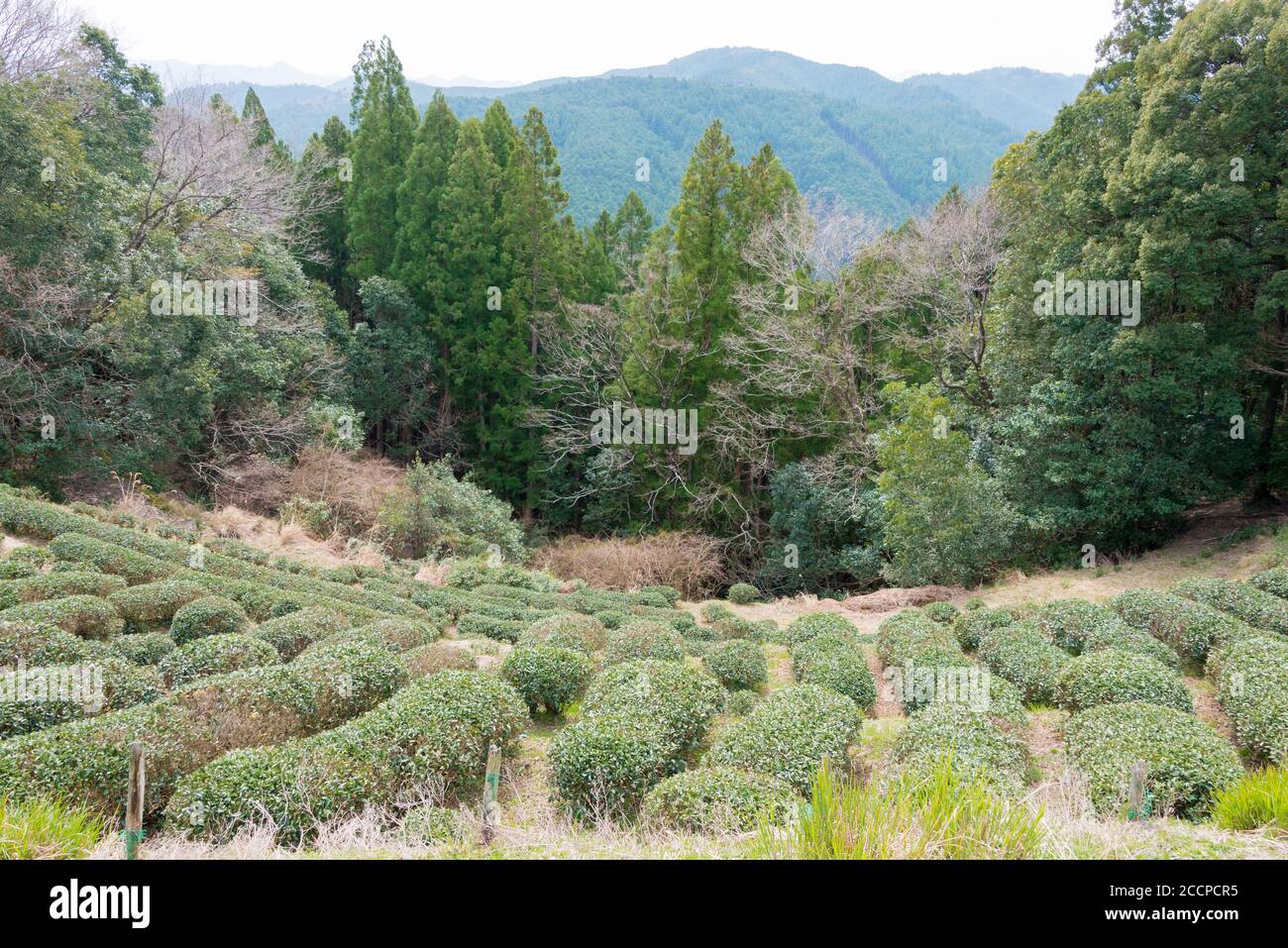 Wakayama, Japan Tea plantation near Fushiogamioji on Kumano Kodo