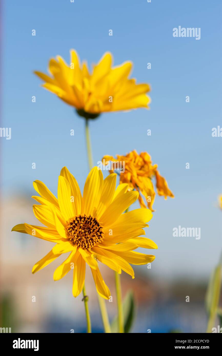 Blue yellow summer flower border hi-res stock photography and images ...