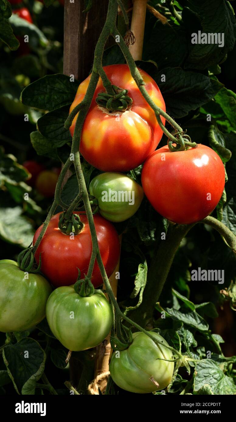 The ripening fruit of tomato Big Pink Stock Photo Alamy