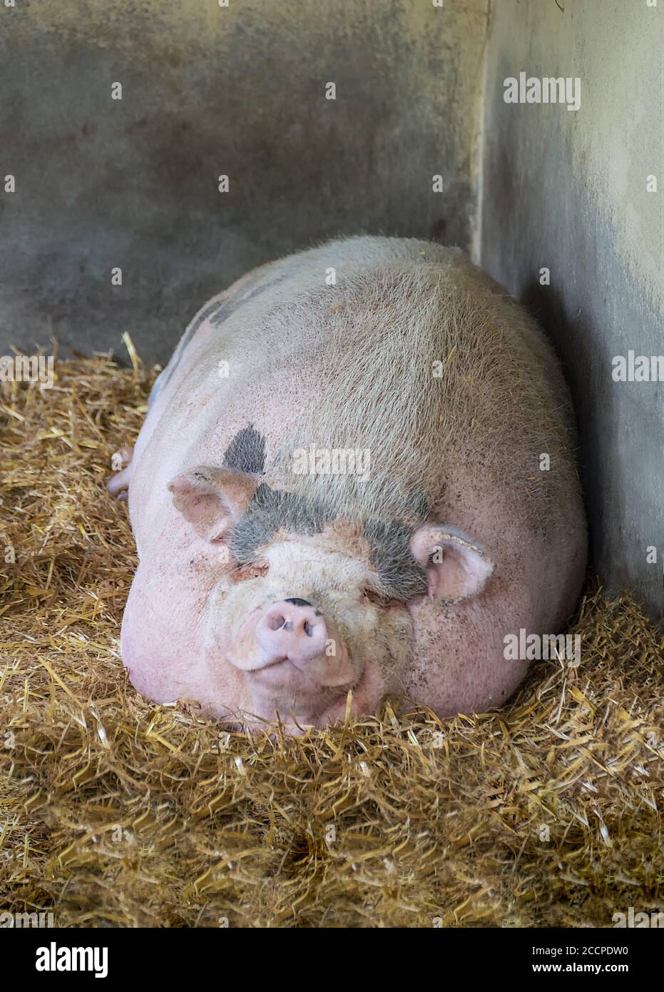 Pink Vietnamese potbellied pig Sus scrofa domesticus sleeps on straw. Close  up Stock Photo - Alamy