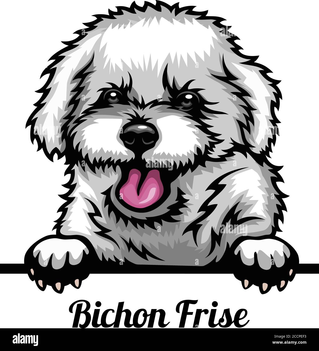 Bichon Frise - Color Peeking Dogs - breed face head isolated on white Stock Vector